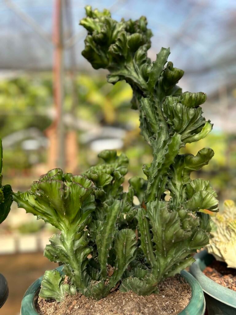 🌵 Euphorbia lactea f. cristata (Green Form - Specimen A) 2e731f6c a6cf 44e1 b5a9 153d1930f041