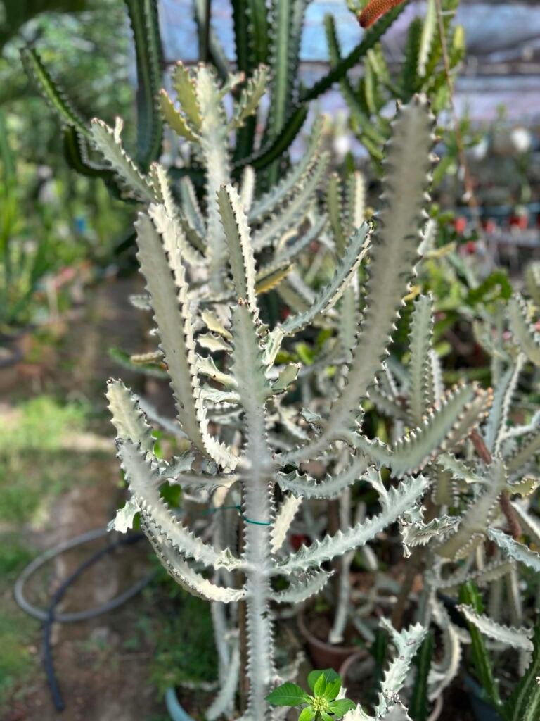 🌵 Euphorbia lactea 'White Ghost' 68632798 a56e 4fe4 a522 221e19bd5dcd