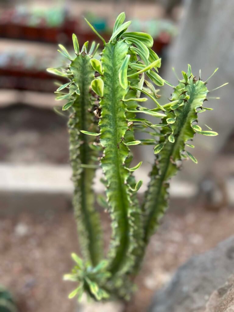 🌵 Euphorbia ammak euphorbia ammak
