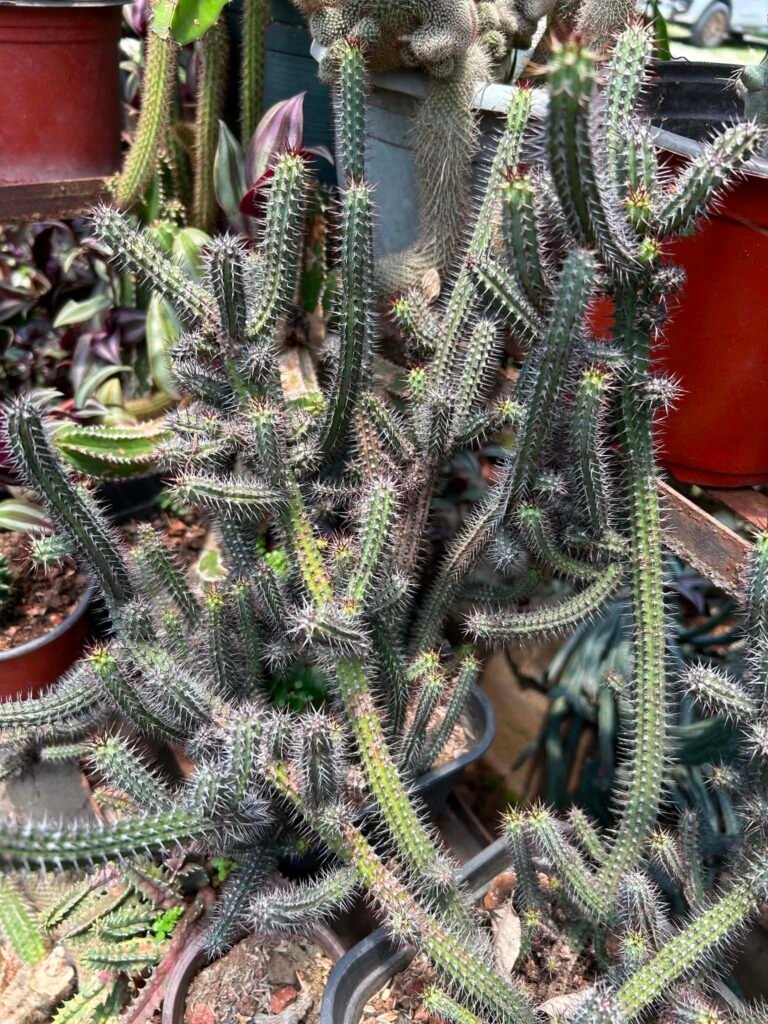 euphorbia enopla