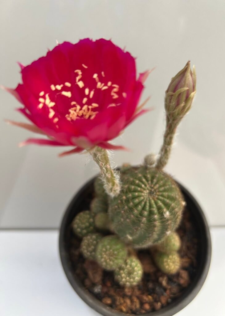 gd cac 200 0021 rebutia canigeuealii
