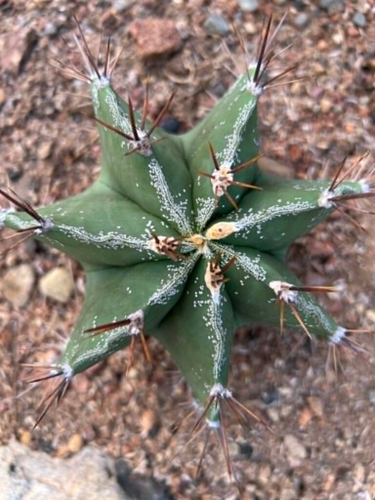 gd cac 400 0022 astrophytum capricorne