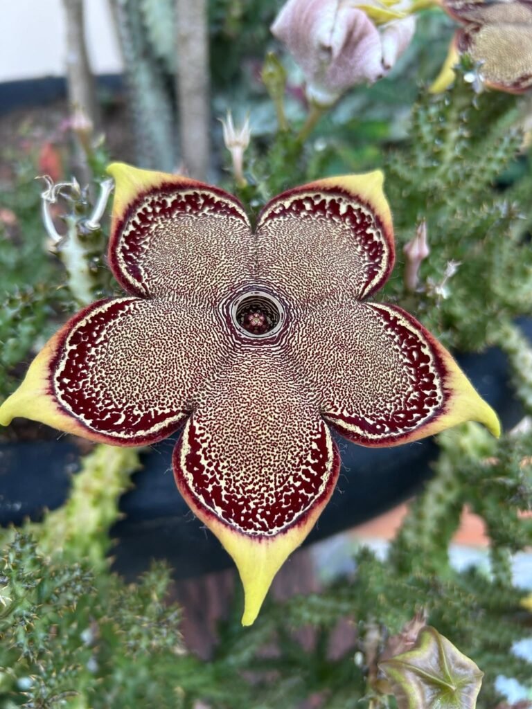 gd cac 700 0032 persian carpet cactus