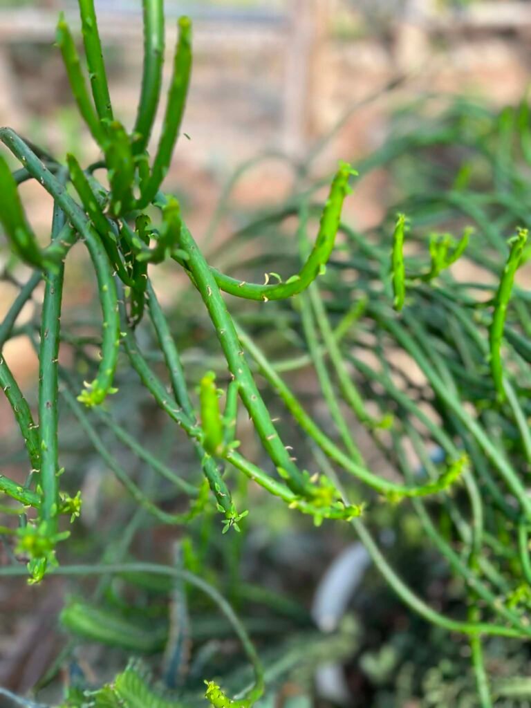 🌵 Euphorbia cf. leucodendron ef221ffb a3c0 4a52 ab01 a10d203f0500