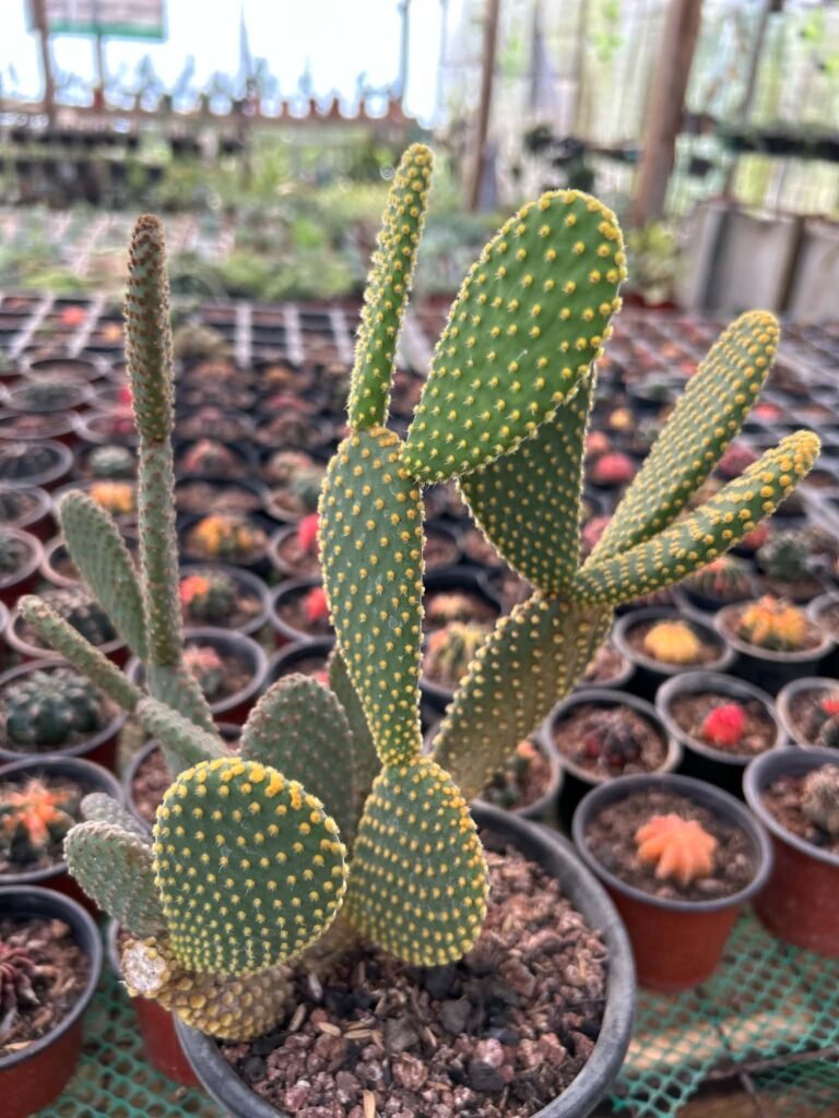 π΅ Opuntia microdasys β Yellow-Glochid Form 1f407703 a116 4925 b6bb 90262f39e8b8