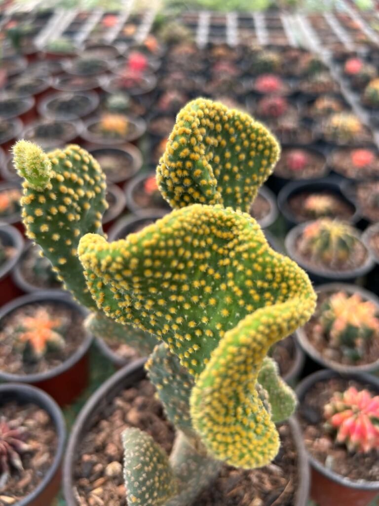 ๐ต Opuntia microdasys โ Var. pallida f. cristata 4f82143f 18aa 4627 adcb 26b92a3b73e9