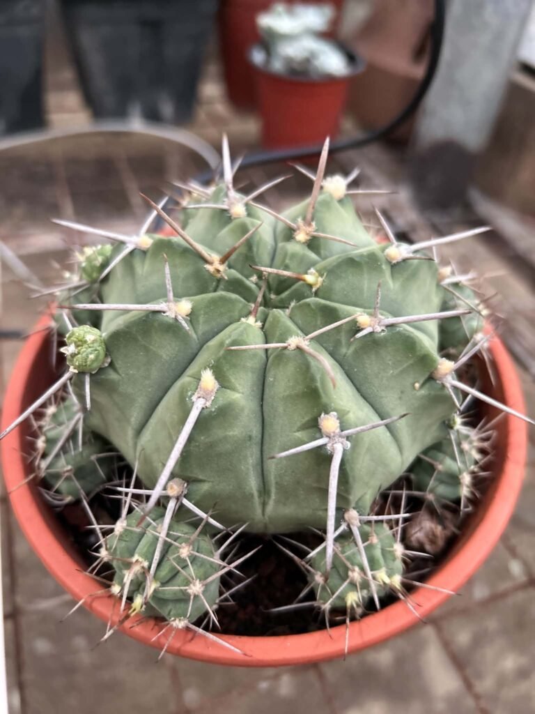 gd cac 020 0064 gymno anisitsii