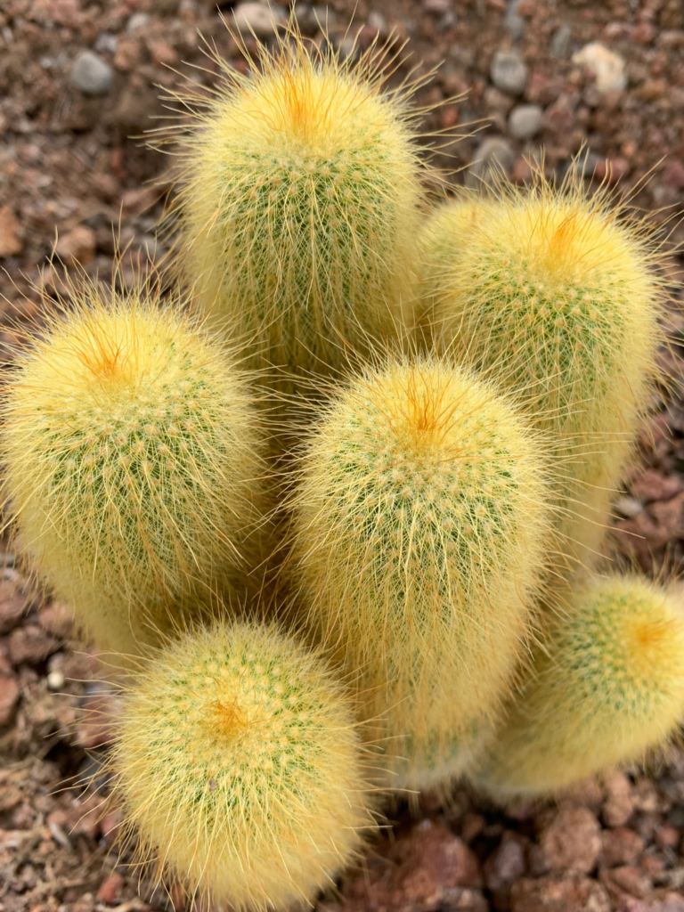 π΅ Parodia leninghausii β Golden Ball Cactus untitled design (13)