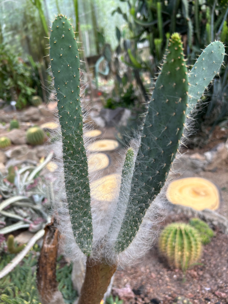 šµ Opuntia microdasys ā āCordillera Frostā untitled design (22)