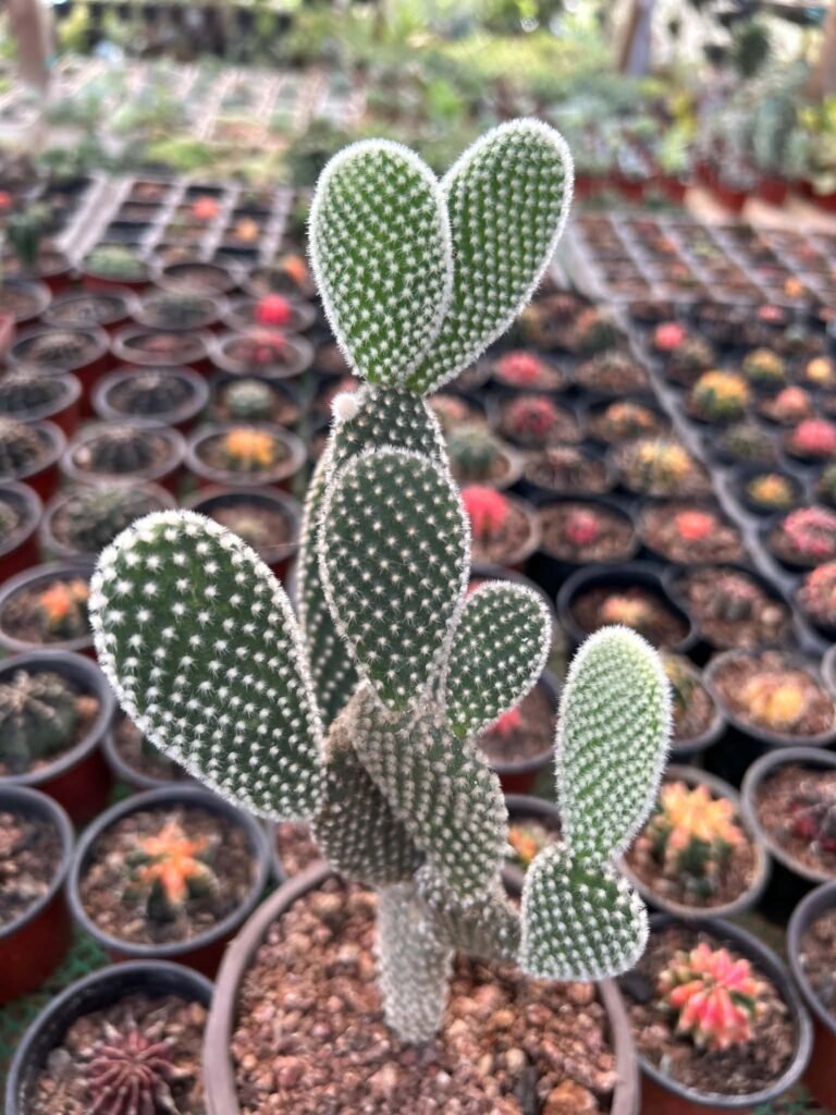 π΅ Opuntia microdasys β White-Glochid Form c27a90de 66ef 438c 93d7 e4f3e2ae9757