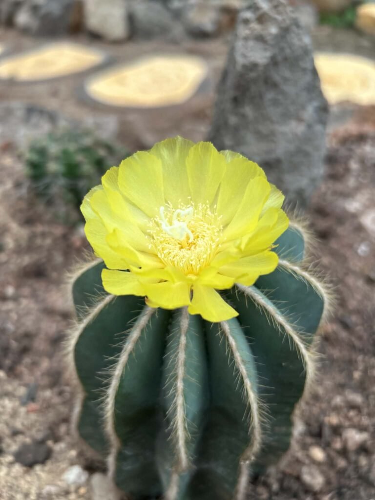 π΅ Parodia magnifica β Ball Cactus 01253a5d 36cf 40a9 9139 d082bd032709